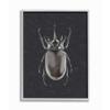 Stupell Industries Horned Beetle Black Reflective Minimal Bug Insect, Designed by Ziwei Li Wall Art, 16 x 20, Grey Framed view 1