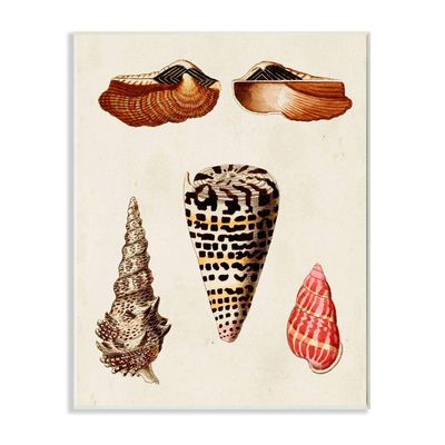 Stupell Industries Antique Spiral Grooved Nautical Sea Shell Vintage