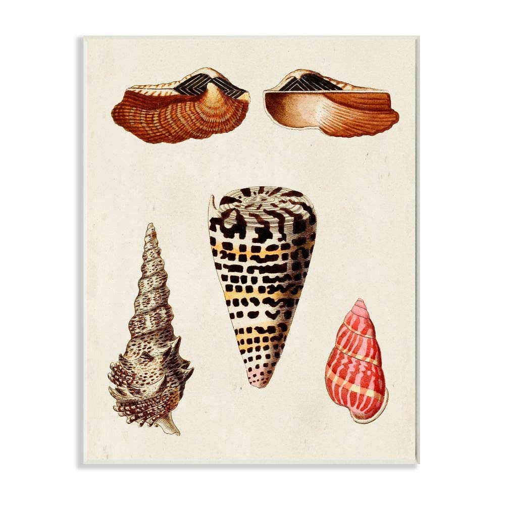 Stupell Industries Antique Spiral Grooved Nautical Sea Shell Vintage