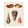 Stupell Industries Antique Spiral Grooved Nautical Sea Shell Vintage view 1