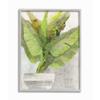 Stupell Industries Large Green Leaf Plant Home Indoor Watercolor view 1