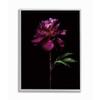 Stupell Industries Flower with Long Stem Black Purple Nature Photograph view 1