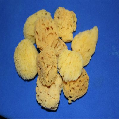 Salty Pelican 50 All Natural Sea Sponges Vase Fillers, 2 inch to 4 inch, Pre-Cleaned Craft Quality - SP-03
