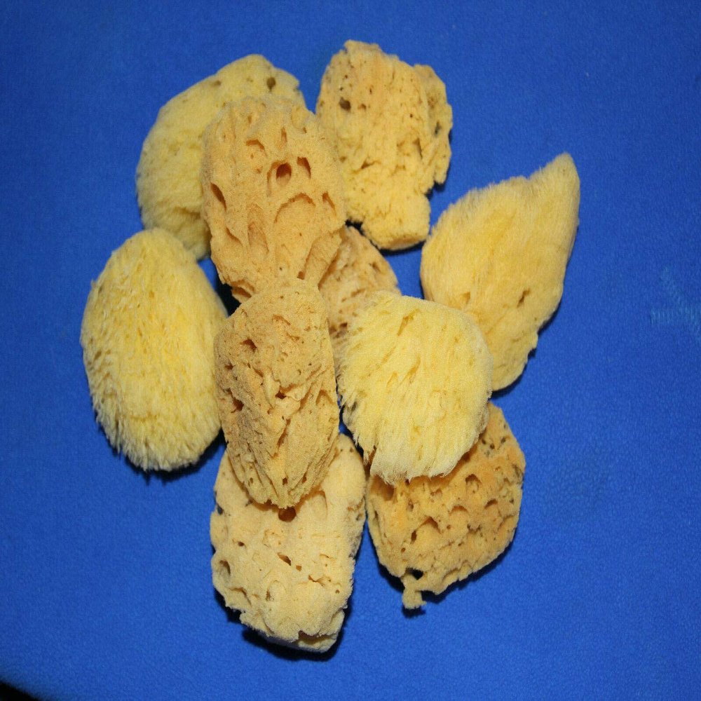 Salty Pelican 50 All Natural Sea Sponges Vase Fillers, 2 inch to 4 inch, Pre-Cleaned Craft Quality - SP-03