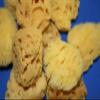 Salty Pelican 50 All Natural Sea Sponges Vase Fillers, 2 inch to 4 inch, Pre-Cleaned Craft Quality - SP-03 view 3