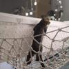 JHKJ Pet Climbing Net,Children's Indoor and Outdoor Climbing Nets, Stairs, Balcony Safety Nets, Cargo Fall Prevention Net Pet Safety Net,1x 3m3.3 * 10ft view 2