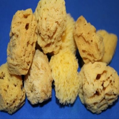 Salty Pelican 40 Natural Sea Sponge Vase Fillers, 2 inch to 4 inch, Craft Grade Quality, pre-Cleaned - SP-03