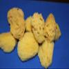 Salty Pelican 40 Natural Sea Sponge Vase Fillers, 2 inch to 4 inch, Craft Grade Quality, pre-Cleaned - SP-03 view 3