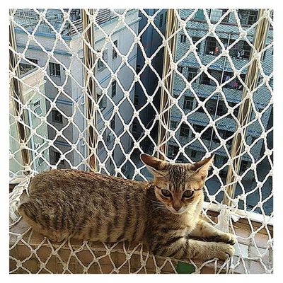 JHKJ Pet Climb Nets, Child Safe Net Rope Ladder Safety Net Cargo Truck Trailer Safe Net Balcony Safety Net Indoor Ceiling Decoration Net,1x 2m3.3 * 6.5ft