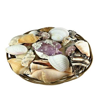 Carga de Olokun| Olokun Shell Basket| Yemaya Seashell Basket
