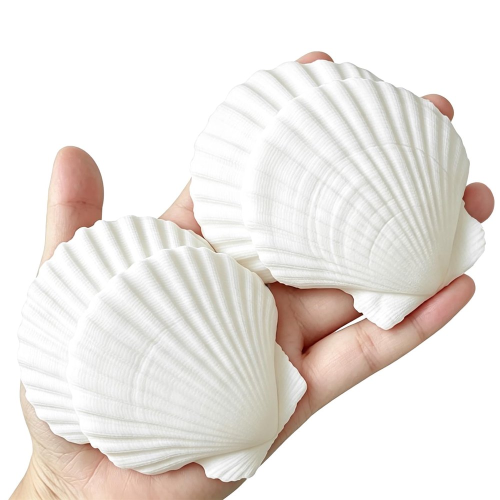 QICQDRAM 30PCS Sea Shells for Crafts 2''-3'' Scallop Seashells for Painting