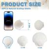 QICQDRAM 30PCS Sea Shells for Crafts 2''-3'' Scallop Seashells for Painting view 2