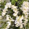 AMERIQUE 6 Feet Gorgeous and Dense Blooming Wisteria Artificial Tree, Cream White, Pre-Potted with Nursery Pot, Real Touch Tech., Green and White view 2