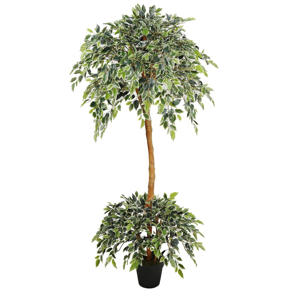 SilksAreForever 6' Natural Trunk Silk Ficus Tree w/Pot -Variegated