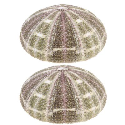 VOSAREA 2pcs Natural Dried Sea Shells for DIY Planting Pots Unique Decorative Containers for Home Office and Bedroom Decor