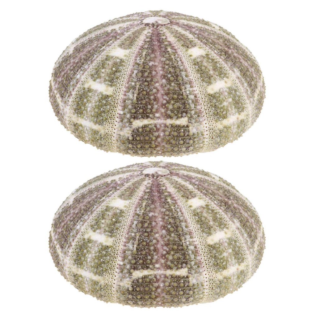 VOSAREA 2pcs Natural Dried Sea Shells for DIY Planting Pots Unique Decorative Containers for Home Office and Bedroom Decor