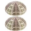 VOSAREA 2pcs Natural Dried Sea Shells for DIY Planting Pots Unique Decorative Containers for Home Office and Bedroom Decor view 1