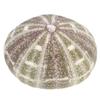VOSAREA 2pcs Natural Dried Sea Shells for DIY Planting Pots Unique Decorative Containers for Home Office and Bedroom Decor view 4