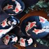  Awasaka NK-959 Japanese Tableware, Nishikoi, Small Plate, 3.5 x 0.6 inches (90 x 15 mm) view 2