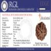 SHIVARATNA 5 Mukhi Nepali Rudraksha Guru Mani with 108+1 Beads of Five Mukhi Rudraksha Mala (Pure Silver Cap + Lab Certified) view 3