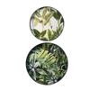 A&B Home Palm Pattern Round Decorative Tray Set of 2 view 2