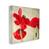 Stupell Industries Radiant Red Poppy Striking Floral Details view 1