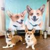 SOUFEEL Custom Dog Portrait Blanket Personalized Blankets & Throws with Photo, Custom Fathers Day Birthday Christmas New Year Gifts Blanket for Pet Mom Dad Men Women Couple view 2