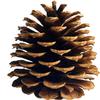 PineCones Tall Bulk Package All Natural,Real Preserved Pine Cones Big Pinecones and Perfect Natural Pine Cones for Christmas Hanging Ornaments Bowl Vase Fillers (3-4.3 in(12pcs)) view 2