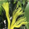1mm-10mm Polypropylene Twisted Rope,Lightweight Wear-Resistant 3 Strand Utility Rope,Safety Lines,Plastic Rope 100feet for Clothesline,Packaging,Indoor and Outdoor Use view 4