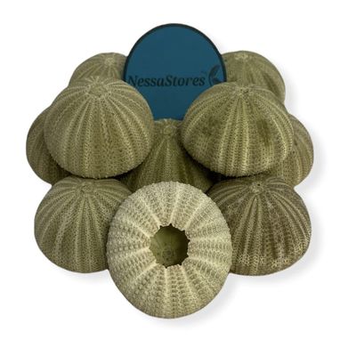 NESSASTORES Green Sea Urchins Seashells Beach Wedding Nautical Craft 1.5"- 2.5" #JC-029 (12 pcs)