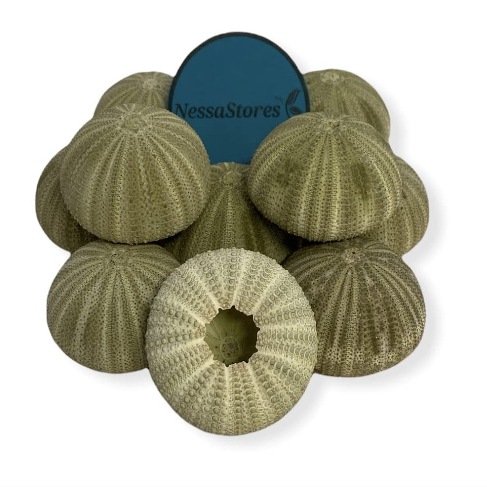 NESSASTORES Green Sea Urchins Seashells Beach Wedding Nautical Craft 1.5"- 2.5" #JC-029 (12 pcs)