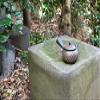 Yamaki Ikai Black Mud Brim Double Double Full Stamp Flower Tea Pour [Parallel Import] view 2