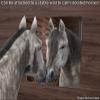Marketing Holders 3 Pack Acrylic Mirror Sheet 11" x 11" Reflective Lucite Tile Lightweight Display with Rounded Corners for Buddy Sour Horses Chicken Coops view 3