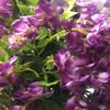 AMERIQUE Gorgeous & Unique 5 Feet Pre-Potted Artificial Purple Red Wisteria Tree with Flowers, Feel Real Technology view 3