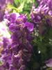 AMERIQUE Gorgeous & Unique 5 Feet Pre-Potted Artificial Purple Red Wisteria Tree with Flowers, Feel Real Technology view 3
