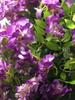 AMERIQUE Gorgeous & Unique 5 Feet Pre-Potted Artificial Purple Red Wisteria Tree with Flowers, Feel Real Technology view 4