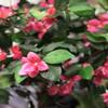 AMERIQUE Gorgeous & Unique 5 Feet Blooming Artificial Bougainvillea Tree with Flowers & Real Wood Trunks, with Nursery Pot, Feel Real Technology, Lavendar, AMT25115 view 2