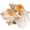 Conch Shell Decor - Seashell Decor - Imperfect 2-4" Small Sea Shells and 5-8" Large Sea Shells - Shells for Decoration - Large Seashells for Crafts - Magic Conch Shell Room Decor view 1