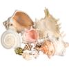 Conch Shell Decor - Seashell Decor - Imperfect 2-4" Small Sea Shells and 5-8" Large Sea Shells - Shells for Decoration - Large Seashells for Crafts - Magic Conch Shell Room Decor view 2