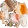 Conch Shell Decor - Seashell Decor - Imperfect 2-4" Small Sea Shells and 5-8" Large Sea Shells - Shells for Decoration - Large Seashells for Crafts - Magic Conch Shell Room Decor view 3