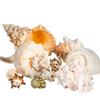 Conch Shell Decor - Seashell Decor - Imperfect 2-4" Small Sea Shells and 5-8" Large Sea Shells - Shells for Decoration - Large Seashells for Crafts - Magic Conch Shell Room Decor view 4