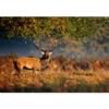 SIGNWIN Wall Mural Wild Animals Removable Self-Adhesive Wallpaper Wall Decoration for Bedroom Living Room - 66x96 inches view 3
