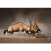 SIGNWIN Wall Mural Wild Animals Removable Self-Adhesive Wallpaper Wall Decoration for Bedroom Living Room - 66x96 inches view 3