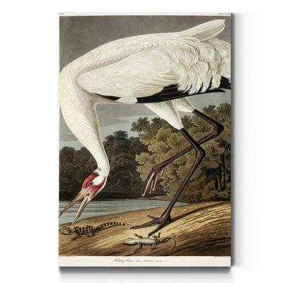 Portrait Style Canvas Wall Art: Animals, Majestic Birds, Fish, Water Foul, Duck & Goose, Rabbits, Rustic & Modern Decor for Home & Office, Ready to Hang - Hooping Crane 12X18