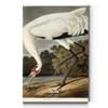 Portrait Style Canvas Wall Art: Animals, Majestic Birds, Fish, Water Foul, Duck & Goose, Rabbits, Rustic & Modern Decor for Home & Office, Ready to Hang - Hooping Crane 12X18 view 1