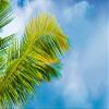 artgeist Textured Canvas Wall Art Tropical Nature 80x40 in - 5pcs Painting Canvas Prints Picture Artwork Image Framed Contemporary Modern Photo Wall Home 030112-44 view 4