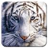 3D LiveLife Cork Coaster - White Tiger Repose from Deluxebase. Drinks Coaster with Lenticular 3D Animal Image. Non-Slip Protective Table Drink Mat for Home Decor and Decorative Accessories. view 1
