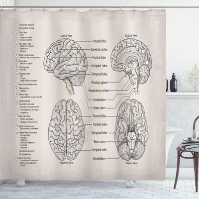 Ambesonne Anatomy Shower Curtain, Science Biology Diagram of Human Brain Illustration, Cloth Fabric Bathroom Decor Set with Hooks, 69" W x 70" L, Eggshell Tan