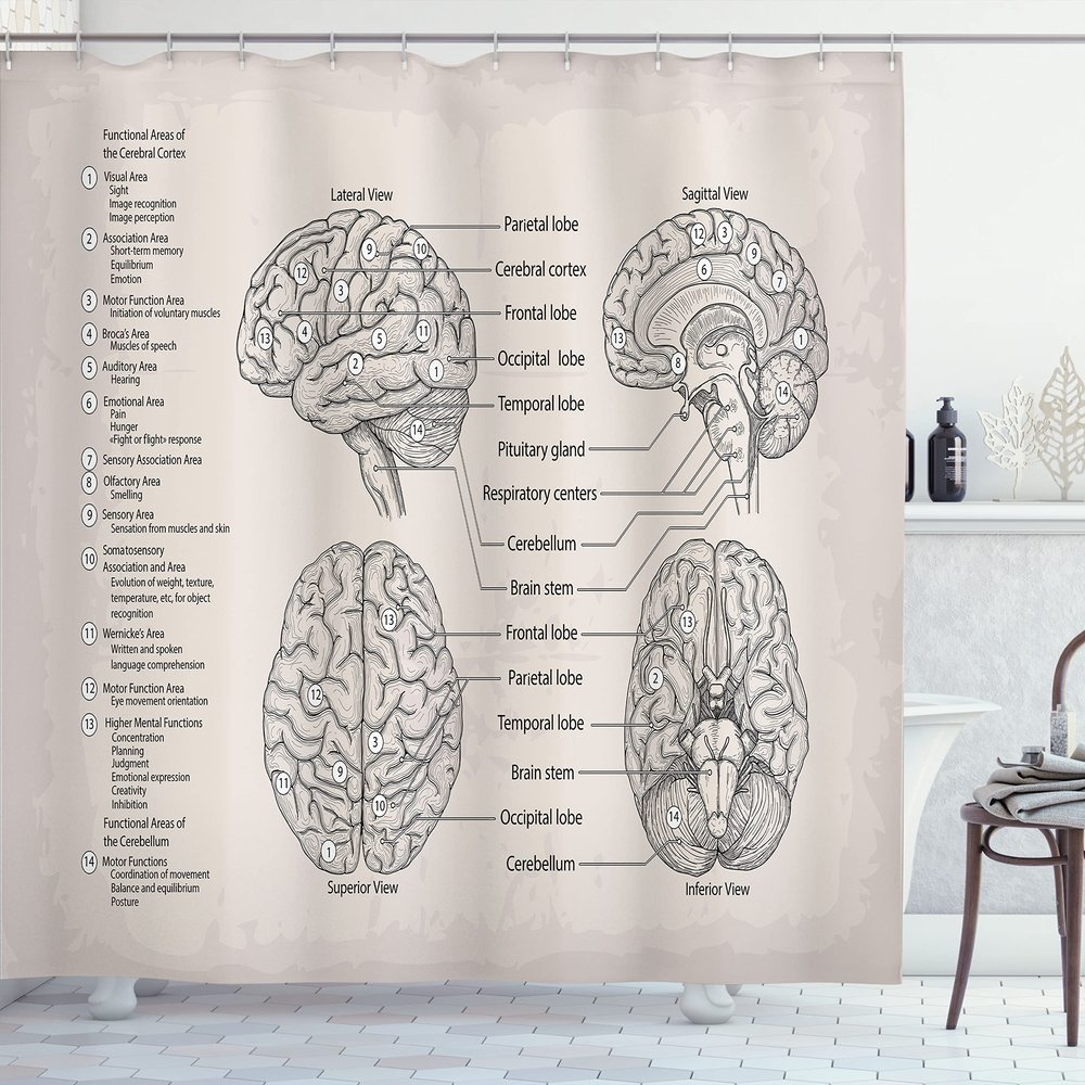 Ambesonne Anatomy Shower Curtain, Science Biology Diagram of Human Brain Illustration, Cloth Fabric Bathroom Decor Set with Hooks, 69" W x 70" L, Eggshell Tan