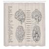 Ambesonne Anatomy Shower Curtain, Science Biology Diagram of Human Brain Illustration, Cloth Fabric Bathroom Decor Set with Hooks, 69" W x 70" L, Eggshell Tan view 2